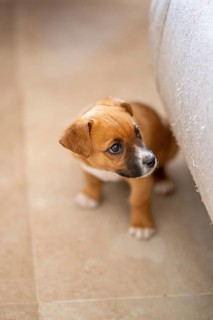 A small brown and white puppy peeks from behind a couch at home, its eyes full of curiosity. The