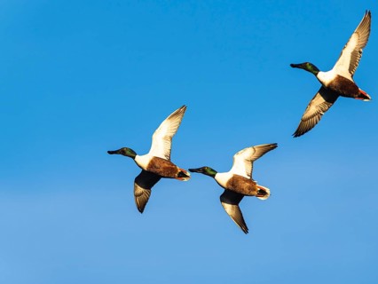Northern Shoveler, Spatula clypeata, males in flight over marshes
