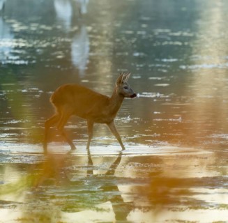 Roe deer (Capreolus capreolus), young roebuck standing in the shallow water zone of a lake,