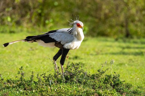 A majestic Secretary bird stands alert amidst the lush greenery of Kenya's savannah, showcasing its