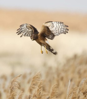Northern Harrier (Circus hudsonius) juvenile flying, Utah, USA