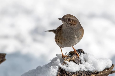 Dunnock (Prunella modularis) on snow, Mecklenburg-Western Pomerania, Germany