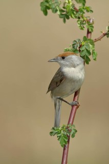 Blackcap (Sylvia atricapilla), female, sitting on a branch of a dog rose (Rosa canina), dog rose,