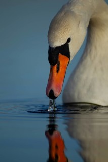 Mute swan (Cygnus olor) adult bird feeding in a lake, England, United Kingdom