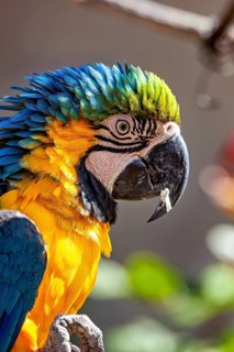 A colourful macaw parrot with blue and yellow feathers in living nature, blue-barred macaw in