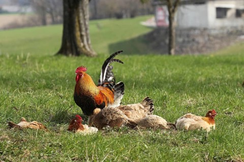 Domestic chicken (Gallus gallus domesticus) organic farming, free-range chickens and rooster