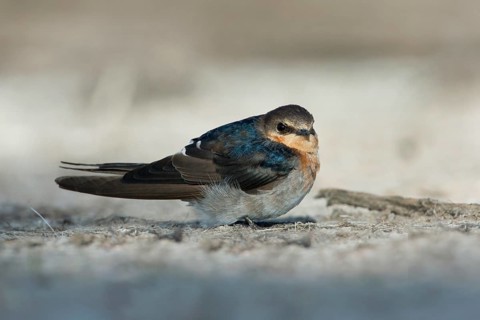 Welcome Swallow (Hirundo neoxena), Victoria, Australia