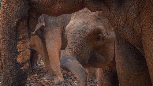 A young elephant is protected by adult Asian elephants (elephas maximus) in an intimate scene,