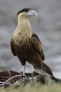 Northern Crested Caracara (Caracara cheriway), Texas, USA