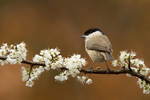 Marsh Tit (Poecile palustris), Utrecht, Netherlands