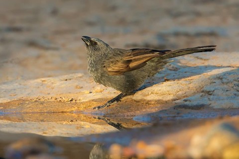 Apostlebird (Struthidea cinerea) drinking at a waterhole, Queensland, Australia
