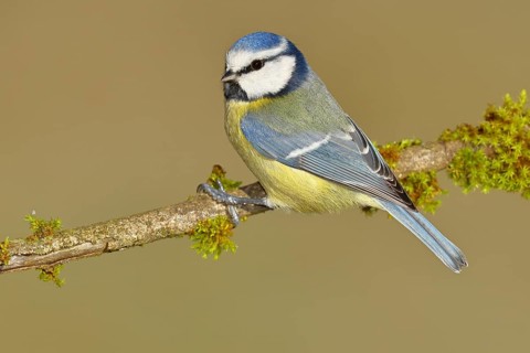 Blue tit (Parus caeruleus), sitting on a branch covered with moss, Wilnsdorf, North