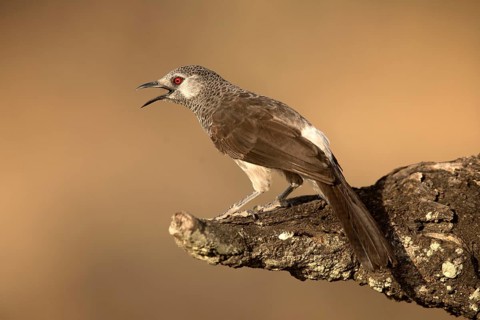 White-rumped Babbler (Turdoides leucopygia) singing, Lake Langano, Ethiopia