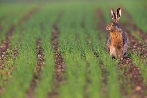 European hare, (Lepus europaeus), animals, mammals, hare, hare family, field, two, Lake Neusiedl,