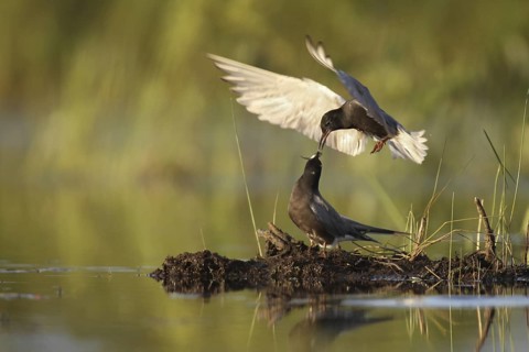 Black Tern (Chlidonias niger), Maine, USA