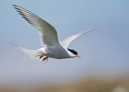 Arctic Tern (Sterna paradisaea) flying, Scotland, United Kingdom