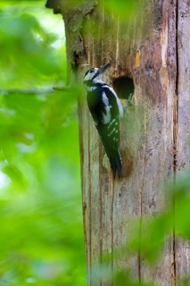 Pileated Woodpecker (Dendrocopos major) at the breeding cavity, Piciformes, Göggingen,