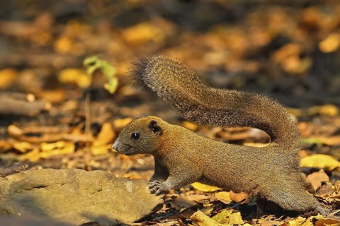 Graubauchhörnchen (Callosciurus caniceps) im Morgenlicht im Regenwald wachsam am Waldboden stehend,