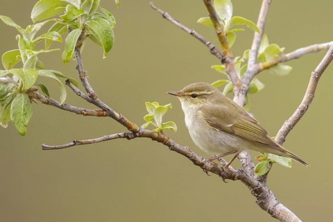 Arctic warbler (Phylloscopus borealis) perched on a branch in Nome, Alaska