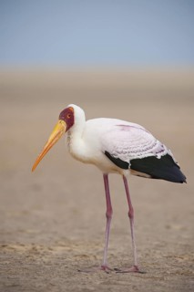 Yellow-billed Stork (Mycteria ibis), Fuerteventura, Spain