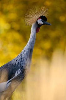 Black crowned crane (Balearica pavonina), evening light, captive