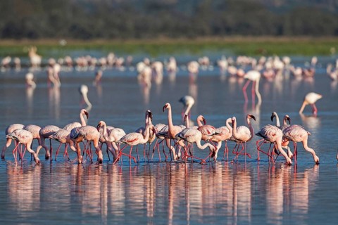 Pink flamingos (Phoenicopterus roseus), South Africa