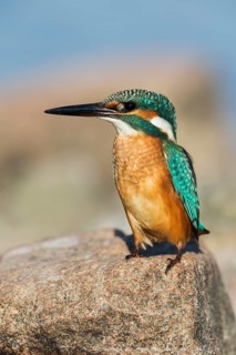 Common Kingfisher (Alcedo atthis), Eilat, Israel