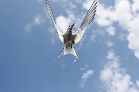 Arctic Arctic Tern (Sterna paradisaea) flying in the blue sky, Lapland, Norway