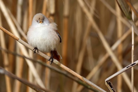 Bearded Reedling (Panurus biarmicus) female perched in reedbed, Mecklenburg-Western, Pomerania,