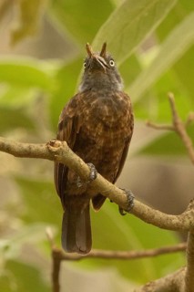 Grey-throated Barbet (Gymnobucco bonapartei), Kakamega Forest, Kenya