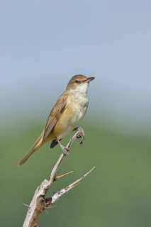 Great Reed Warbler (Acrocephalus arundinaceus), sitting on a twig, singing station, natural