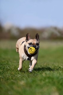 French Bulldog dog with amputated back leg playing fetch with a ball in its mouth across a green