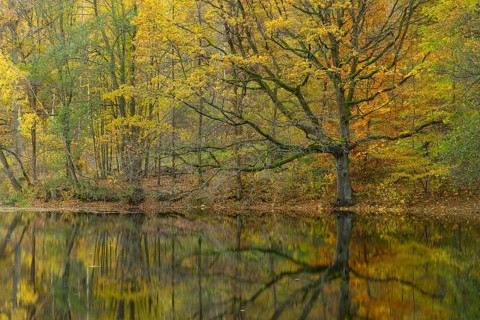 Calm autumn atmosphere with reflection in water, chapel pond in Spitzgrund near Coswig, Saxony,