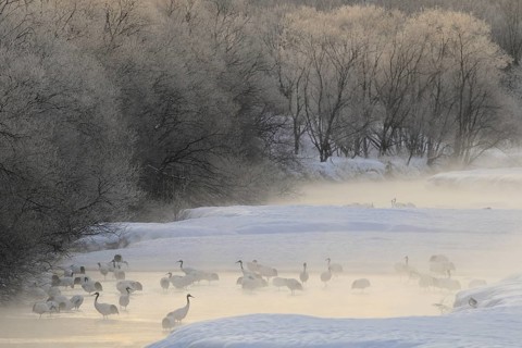 Red-crowned Crane (Grus japonensis), Hokkaido, Japan