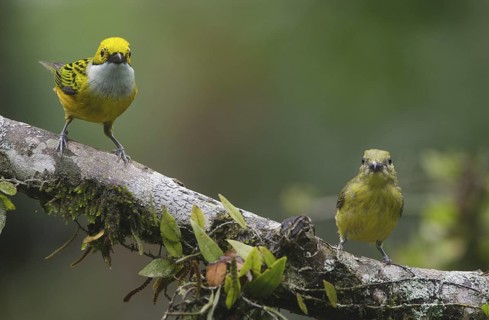Silver-throated Tanager & Thick-billed Euphonia (Tangara icterocephala & Euphonia laniirostris),