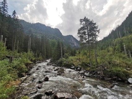 A stream flows through a dense forest landscape in the mountains under a cloudy sky, Zakopane,