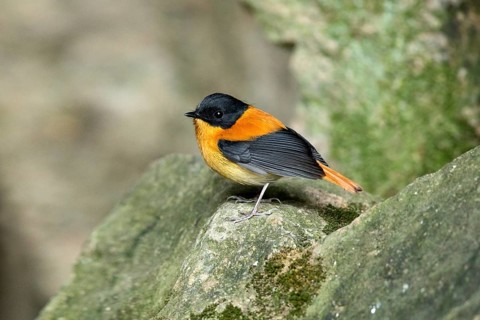 Black-and-orange Flycatcher (Ficedula nigrorufa) male perched on a rock, Kerala, India
