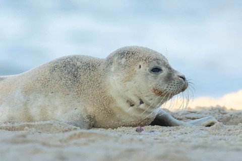 Common or Harbor or Harbour seal (Phoca vitulina) adult animal resting on sand on a beach, England,