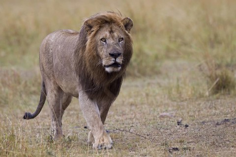 African Lion (Panthera leo) male standing alone with bloody face, Masai Mara, Kenya
