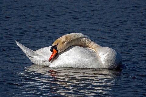 Swan, Mute Swan (Cygnus olor) swimming in the water, Baden-Württemberg, Germany