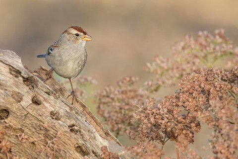 White-crowned Sparrow (Zonotrichia leucophrys), California, USA