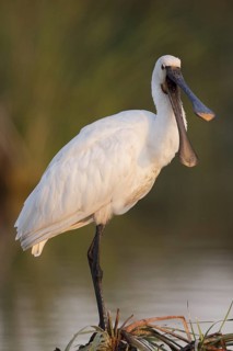 Eurasian Spoonbill (Platalea leucorodia), Andalusia, Spain