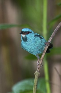 Blue Dacnis (Dacnis cayana) male, Costa Rica