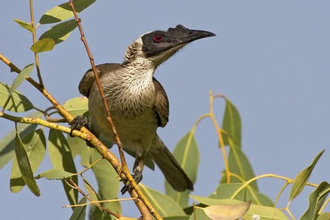 Silver-crowned Friarbird (Philemon argenticeps), Western Australia, Australia