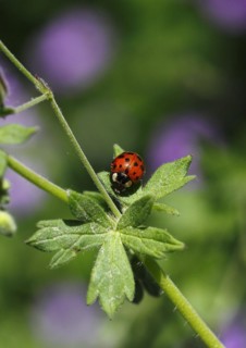 Asian lady beetle (Harmonia axyridis), multicoloured or harlequin ladybird on cranesbill