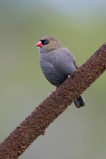 Beautiful Firetail (Stagonopleura bella) perched on a branch, Victoria, Australia