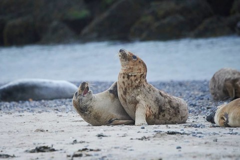 Grey seal (Halichoerus grypus) playing with each other on the beach, Düne, Helgoland,