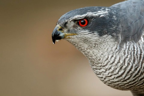 Northern Goshawk (Accipiter gentilis), adult male, Castile and Leon, Spain