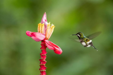 Green Thorntail (Discosura conversii) female flying and feeding on flower nectar, Pichincha,