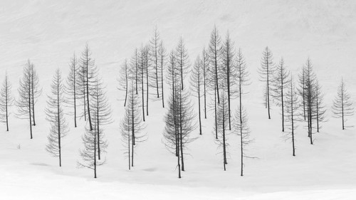 Larch trees in snow, black and white photo, Zinal, Val d'Anniviers, Valais Alps, Canton of Valais,